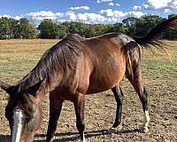 around-thoroughbred-horse