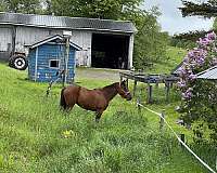 athletic-show-filly