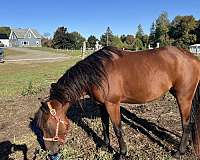 filly