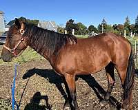 bay-athletic-show-horse