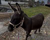 dun-w-blk-points-donkey-gelding