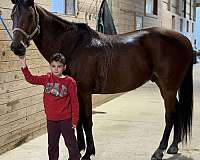 8-years-old-quarter-horse