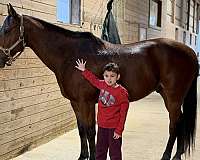old-lady-broke-quarter-horse