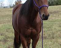 8-years-old-horse