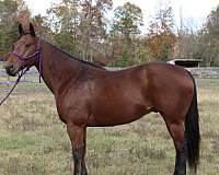 old-lady-broke-horse