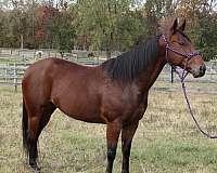 152-hands-gelding