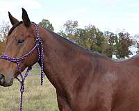 8-years-old-gelding