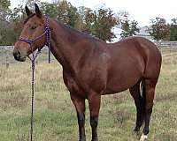 old-lady-broke-gelding