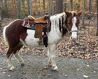 blaze-pinto-markings-pony