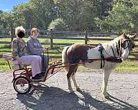 pinto-blaze-markings-pony