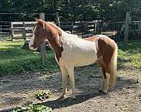 herd-paint-pony