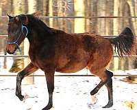 morgan-colt