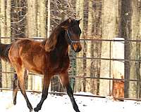 morgan-horse-for-sale