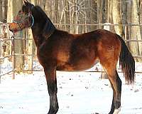 morgan-horse
