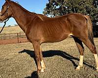 sorrel-beginner-horse