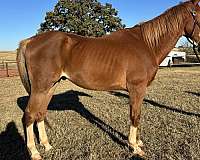 gelding