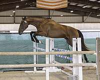 experience-irish-draught-horse