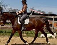 derby-irish-draught-horse