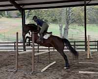 consistent-irish-draught-horse