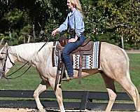 palomino-quarter-horse