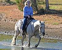 gelding-quarter-horse