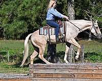 gentle-quarter-horse