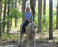 bombproof-quarter-horse