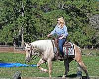 all-around-quarter-horse