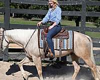 western-quarter-horse