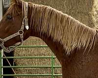 amateur-trakehner-horse