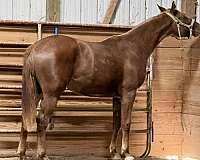 around-trakehner-horse