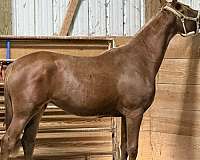 balanced-trakehner-horse