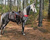 see-pictures-horse