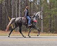 grey-see-pictures-horse