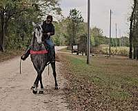 trail-tennessee-walking-horse