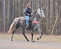 trail-riding-tennessee-walking-horse