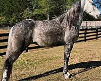 family-friendly-tennessee-walking-horse