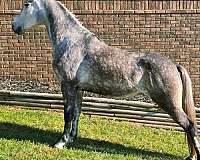 smooth-tennessee-walking-horse
