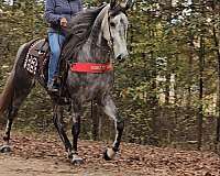 gentle-tennessee-walking-horse