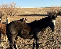 quarter-horse