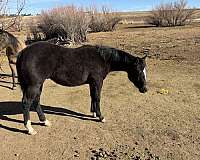quarter-horse-for-sale