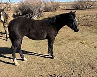 quarter-horse-colt