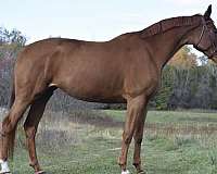 show-jump-westphalian-horse