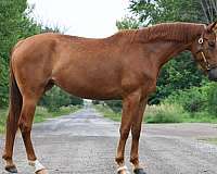 barefoot-westphalian-horse