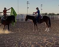 beginner-mustang-horse