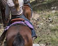 kid-safe-mustang-horse