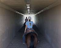 natural-horsemanship-training-mustang-horse