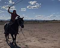 ridden-western-mustang-horse
