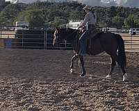 started-under-saddle-mustang-horse