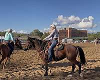 trail-mustang-horse